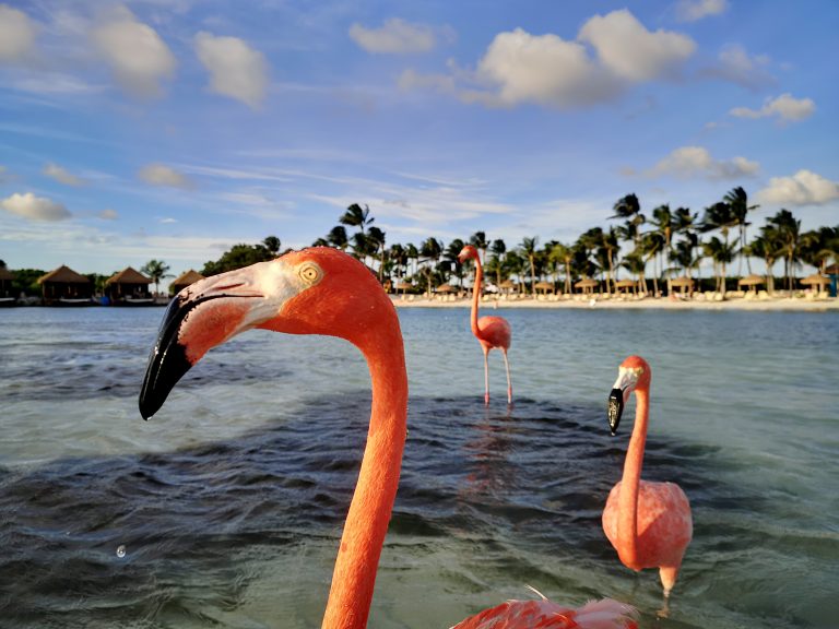 Visiting India Made Easy: Essential Information on Indian Visas for Aruba Citizens